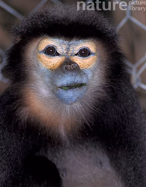 Voọc Chà vá chân đen thường sống ở rừng kín nửa rụng lá và rừng cây họ Dầu Dipterocarpaceae.