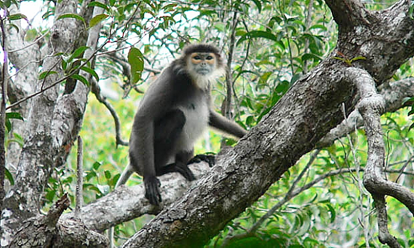 Từ tháng 5/2021, tại Khu rừng Văn hóa Lịch sử Núi Bà Đen (Tây Ninh) xuất hiện từ 2 - 3 đàn Voọc Chà vá chân đen, mỗi đàn từ 2 đến 3 con. Tháng 6/2021 các cơ quan chức năng đã nhìn thấy 2 cá thể Voọc Chà vá chân đen từ xa khi đi cáp treo lên đỉnh núi. Cuối tháng 10/2021 phát hiện thêm 1 cá thể trong khu vực rừng tự nhiên trên sườn núi.