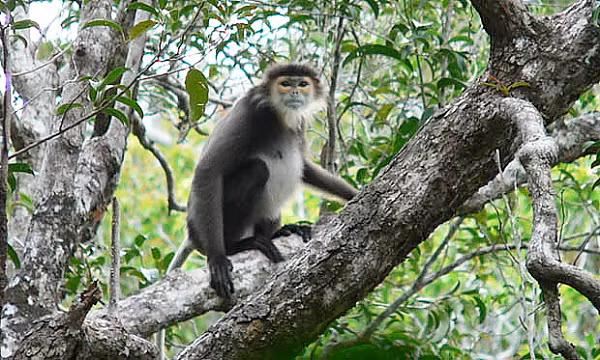 Từ tháng 5/2021, tại Khu rừng Văn hóa Lịch sử Núi Bà Đen (Tây Ninh) xuất hiện từ 2 - 3 đàn Voọc Chà vá chân đen, mỗi đàn từ 2 đến 3 con. Tháng 6/2021 các cơ quan chức năng đã nhìn thấy 2 cá thể Voọc Chà vá chân đen từ xa khi đi cáp treo lên đỉnh núi. Cuối tháng 10/2021 phát hiện thêm 1 cá thể trong khu vực rừng tự nhiên trên sườn núi.