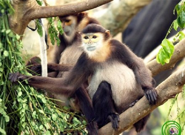 Để kịp thời bảo vệ đàn Voọc Chà vá chân đen lần đầu tiên xuất hiện tại Khu du lịch Quốc gia núi Bà Đen, Chi cục Kiểm lâm tỉnh Tây Ninh đã có văn bản đề nghị Ban quản lý Khu du lịch Quốc gia Núi Bà Đen kịp thời có kế hoạch tăng cường công tác bảo tồn, bảo vệ hiệu quả, an toàn loại động vật quý hiếm này.