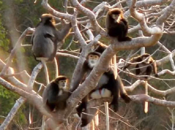 Voọc Chà vá chân đen có thân lông xám với vết lông trắng ở mông, lông vai và tay màu đen, tay dài hơn chân, đuôi dài, sắc lông trắng, mắt hơi xếch, có vành râu quai nón màu trắng...