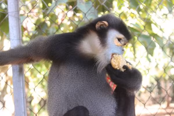 Đồng thời, Ban quản lý và lực lượng Kiểm lâm sẽ phối hợp cùng các ngành chức năng, chính quyền địa phương thực hiện tốt công tác tuyên truyền cho người dân và khách du lịch biết, để có ý thức bảo vệ, không có hành vi xâm phạm khi bắt gặp sự xuất hiện của đàn voọc chà vá chân đen trên núi Bà Đen.