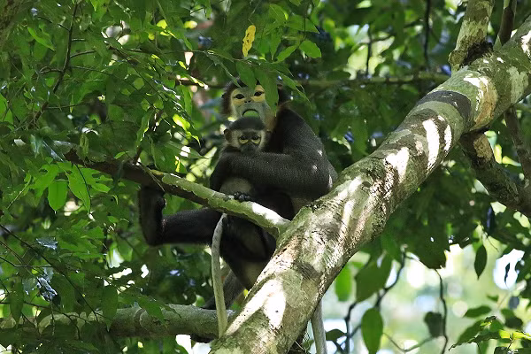 Thông qua hình ảnh, các chuyên gia về linh trưởng ở Việt Nam bước đầu xác định đây là loài Voọc Chà vá chân đen, tên khoa học là Pygathrix nigripes.