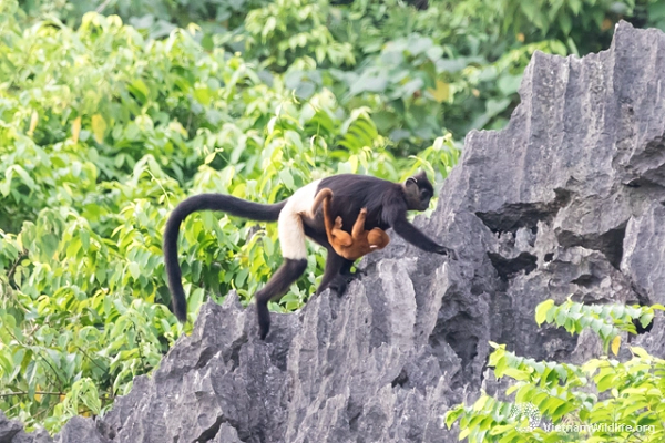 Phần trên cơ thể màu đen, với một đường phân chia rõ ràng sang màu trắng từ ngay trên hông đến trên đầu gối.
