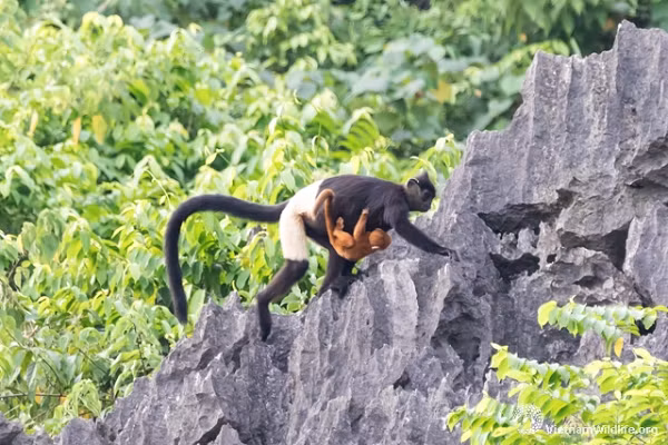 Phần trên cơ thể màu đen, với một đường phân chia rõ ràng sang màu trắng từ ngay trên hông đến trên đầu gối.