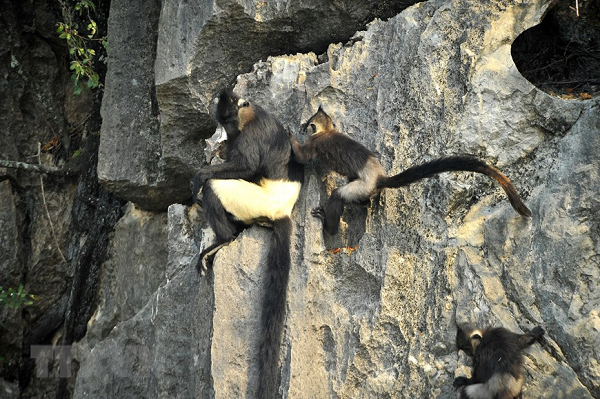 Theo Ban quản lý Quần thể danh thắng Tràng An, cá thể voọc được sinh ra cách đây khoảng nửa tháng với trọng lượng khoảng 3 lạng, hiện khỏe mạnh và phát triển tốt.