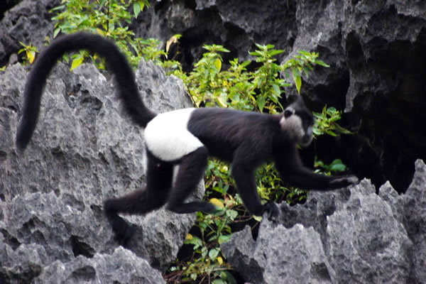 Trước đây theo điều tra, voọc quần đùi trắng chỉ còn ở Việt Nam với hơn 200 cá thể và được tập trung bảo tồn tại: Khu bảo tồn thiên nhiên đất ngập nước Vân Long và Vườn Quốc gia Cúc Phương.