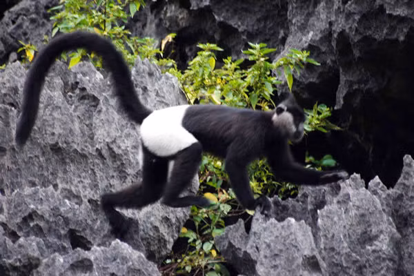 Trước đây theo điều tra, voọc quần đùi trắng chỉ còn ở Việt Nam với hơn 200 cá thể và được tập trung bảo tồn tại: Khu bảo tồn thiên nhiên đất ngập nước Vân Long và Vườn Quốc gia Cúc Phương.