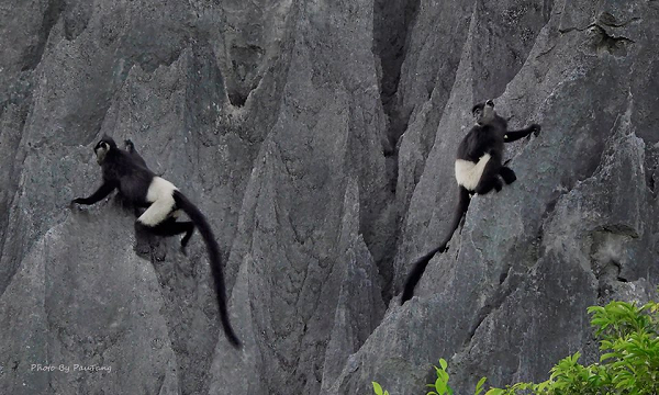 Quy mô nhóm trung bình khoảng mười cá thể, một con đực trưởng thành, bốn con cái và các con non.