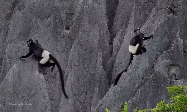 Quy mô nhóm trung bình khoảng mười cá thể, một con đực trưởng thành, bốn con cái và các con non.