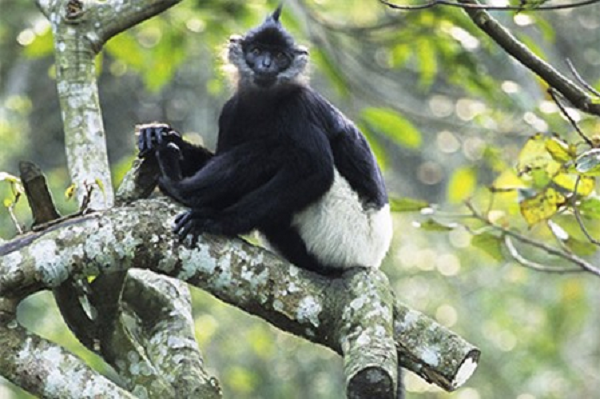 Voọc quần đùi trắng được xếp vào danh sách Cực kỳ nguy cấp trong Sách Đỏ Việt Nam năm 2007 và được pháp luật bảo vệ theo Nghị định 32/2006 NĐ-CP: 1B.