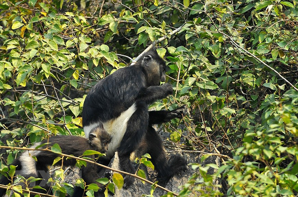 Voọc Quần đùi trắng (Delacour’s langur) hay voọc mông trắng là loài có kích thước nhỏ trong nhóm vooc (dài khoảng 60 cm). Màu đen và trắng và chiếc đuôi dài rậm rạp của voọc quần đùi trắng là những điểm khiến chúng trở nên độc đáo nhất trong số các loài voọc Đông Nam Á.