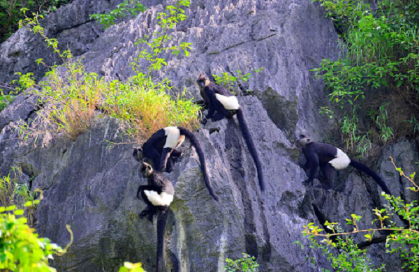 Voọc quần đùi trắng sống trong rừng núi đá vôi, có thể là cây bụi lá rộng thường xanh. Chúng chủ yếu là loài ăn lá, với lá chiếm từ 60-80% khẩu phần ăn và phần còn lại bao gồm chồi, quả, hoa và vỏ cây.
