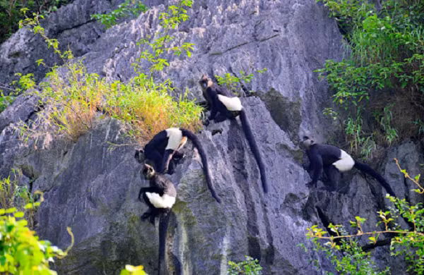Voọc quần đùi trắng sống trong rừng núi đá vôi, có thể là cây bụi lá rộng thường xanh. Chúng chủ yếu là loài ăn lá, với lá chiếm từ 60-80% khẩu phần ăn và phần còn lại bao gồm chồi, quả, hoa và vỏ cây.