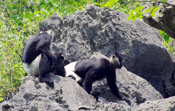 Voọc quần đùi trắng là loài đặc hữu của Việt Nam và chỉ có ở Bắc Trung Bộ. Nó xuất hiện trong các quần thể bị chia cắt thuộc các tỉnh Ninh Bình, Nam Hà, Hòa Bình và Thanh Hóa.