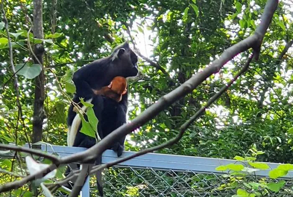 Cá thể voọc quần đùi trắng mới được sinh ra nhờ nỗ lực của các tổ chức, chuyên gia bảo vệ nguồn đa dạng sinh học trong công tác bảo tồn, phát triển loài linh trưởng quý hiếm có tên trong sách đỏ của Việt Nam và thế giới.