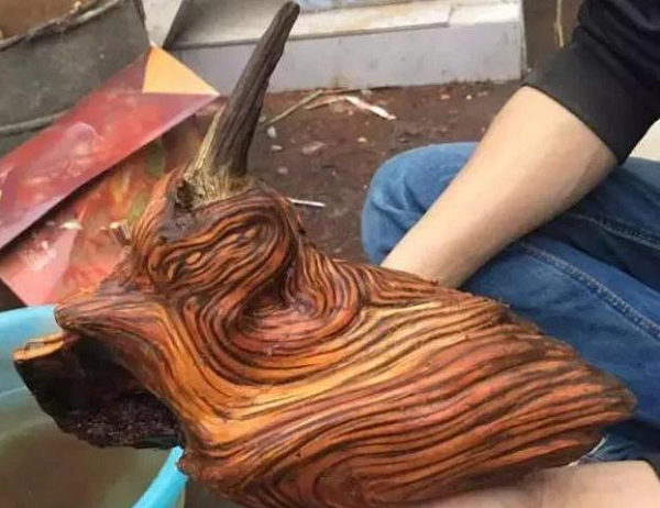 Sau khi đem về. anh mang ra sân phơi cho khô thì một người hàng xóm sang chơi nhìn thấy, lập tức tỏ ý muốn mua lại với giá 30 NDT (hơn 100.000 VND).