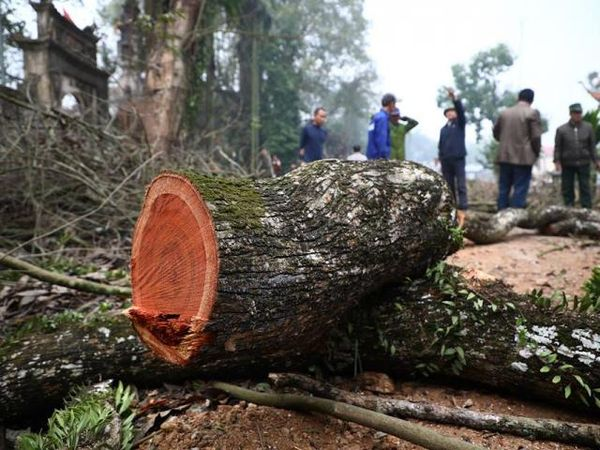 Gỗ sưa đỏ rất phù hợp để đem đóng làm đồ bàn ghế thờ cúng, làm vòng tay, trang sức phong thủy, các bức tượng quý trong nhà. Với những gia đình khá giả, gỗ sưa được đem đóng làm bàn ghế để trưng bày, thể hiện sự sang trọng và am hiểu về đồ gỗ của chủ nhà. 