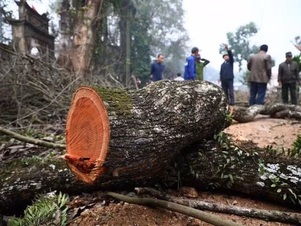 Gỗ sưa đỏ rất phù hợp để đem đóng làm đồ bàn ghế thờ cúng, làm vòng tay, trang sức phong thủy, các bức tượng quý trong nhà. Với những gia đình khá giả, gỗ sưa được đem đóng làm bàn ghế để trưng bày, thể hiện sự sang trọng và am hiểu về đồ gỗ của chủ nhà. 
