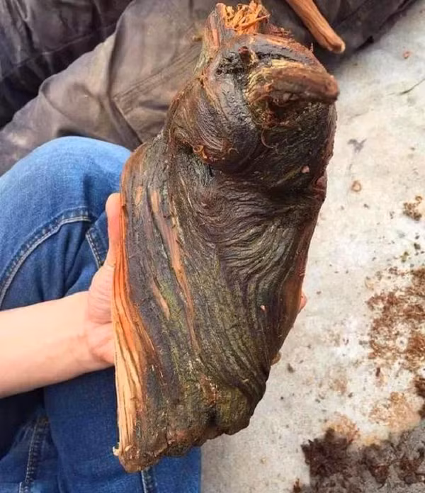 Một ý nghĩ đột nhiên lóe lên trong đầu Tiểu Đinh, tại sao anh ta lại đòi mua khúc gỗ này, chắc chắn có gì uẩn khúc trong đó. Vì thế, Tiểu Đinh liền lấy cớ thoái thác người bạn.