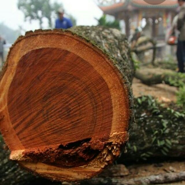 Sưa đỏ là gỗ có màu sắc, vân thớ đẹp, hương thơm và rất khan hiếm, có giá trị kinh tế cao nhất. Các loại gỗ trong nhóm này thường dùng làm đồ mỹ nghệ, gỗ lạng, hàng mộc chạm khảm,…