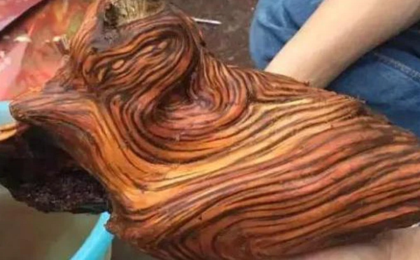 Hôm sau, Tiểu Đinh đem khúc gỗ tới gặp một chuyên gia về thực vật học trên thành phố để nhờ kiểm tra. Sau khi nghe câu chuyện và quan sát khúc gỗ, chuyên gia đã lậo tức mắng anh chàng một trận.