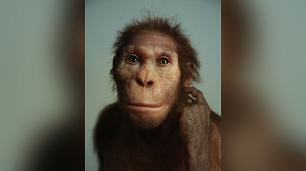 "Issa đi bộ giống người nhưng có thể leo trèo như một con vượn", nhà cổ sinh vật học Lee Berger từ Đại học Witwatersrand (Nam Phi), thành viên nhóm nghiên cứu cho biết.