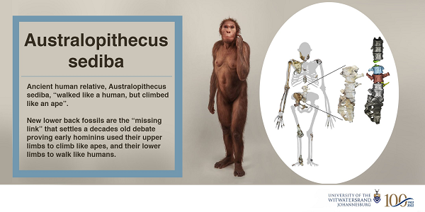 Hóa thạch của Issa bao gồm các chuỗi đốt sống thắt lưng. "Chuỗi đốt sống thắt lưng cực kỳ hiếm trong hồ sơ hóa thạch hominin" - nhà hình thái học tiến hóa Scott Williams từ Đại học New York (Mỹ), thành viên nhóm nghiên cứu, giải thích.