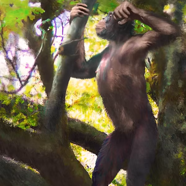 Tuy nhiên các đặc điểm khác cho thấy Issa vẫn leo trèo giỏi như vượn. Bên cạnh đó, Issa có thể là câu trả lời cho bước tiến hóa đã tạo nên Homo erectus - một loài người cổ đã tuyệt chủng.