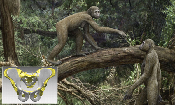 Rõ ràng khả năng đứng thẳng đã được phát triển cơ lớp người vượn phương Nam thời kỳ sau như Issa, bước tiến quan trọng để họ thực sự trở thành con người.