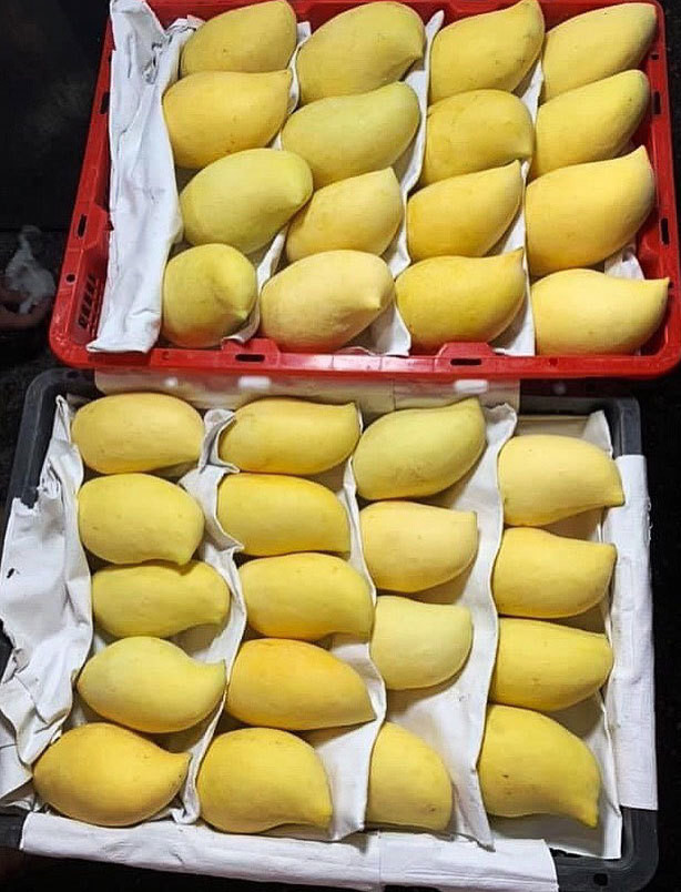 Su that xuat xu xoai mo qua vang ruc tran ve cho Ha Noi-Hinh-2