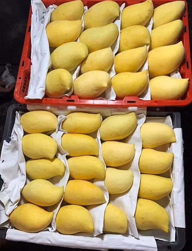 Su that xuat xu xoai mo qua vang ruc tran ve cho Ha Noi-Hinh-2
