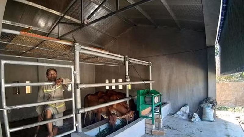 Cụ thể, phần hỗ trợ con giống gia súc có hiệu quả kinh tế cao (cả kinh phí vắc xin tiêm phòng) với số tiền dự kiến là hơn 5,1 tỷ đồng; hỗ trợ khai hoang tạo đất sản xuất với kinh phí hơn 5,3 tỷ đồng; hỗ trợ cỏ, giống ngô, phân bón và các vật tư thiết yếu phục vụ nuôi, trồng và chế biến thức ăn cho gia súc, gia cầm hơn 1,5 tỷ đồng… 