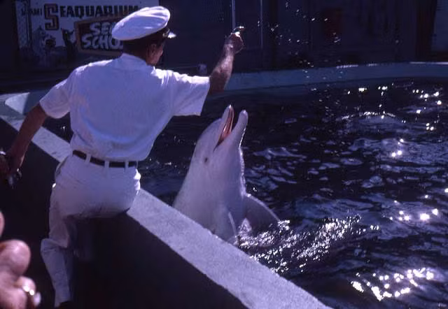 Người lính cho cá heo ăn. Ảnh VT