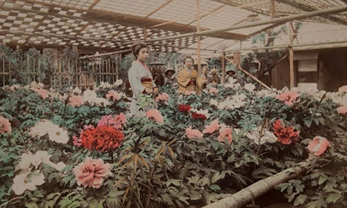 Hai cô gái Nhật Bản ngắm những bông hoa đua nhau khoe sắc trong khu vườn hồi cuối thế kỷ 19.