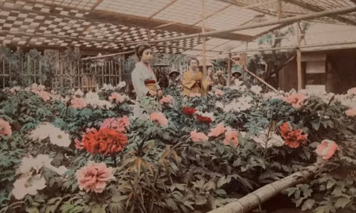 Hai cô gái Nhật Bản ngắm những bông hoa đua nhau khoe sắc trong khu vườn hồi cuối thế kỷ 19.