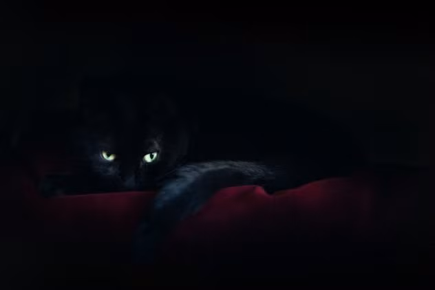 Một truyền thuyết ở Pháp còn đề cập đến việc mèo đen có thể dẫn con người tìm ra kho báu. Theo đó, người ta sẽ đặt con mèo đen ở một nơi có ít nhất ở ngã 5 đường. Khi ấy, con mèo chọn đi con đường nào thì được cho là hướng đấy dẫn đến kho báu được chôn giấu.