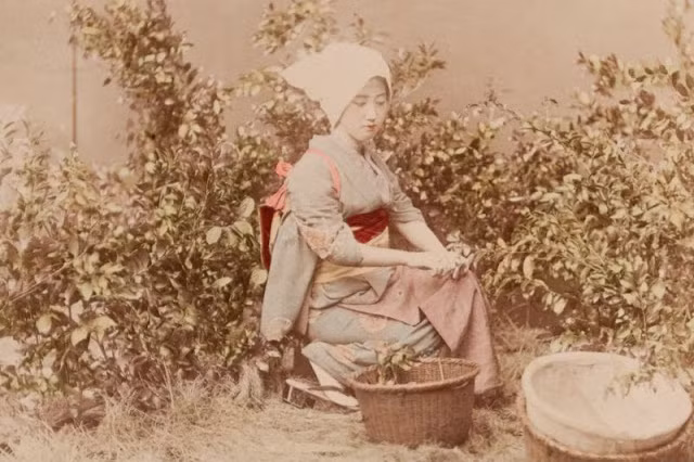 Cô gái hái chè gây ấn tượng với vẻ đẹp trong sáng, hiền hậu.