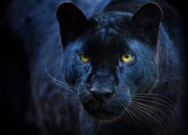 Đối với người Pháp, mèo đen không đem đến vận xui mà ngược lại chúng đem đến may mắn. Theo các giai thoại, nếu như bạn tìm thấy sợi lông trắng duy nhất trên cơ thể con mèo đen thì điều đó có nghĩa bạn sẽ gặp may mắn trong tương lai.