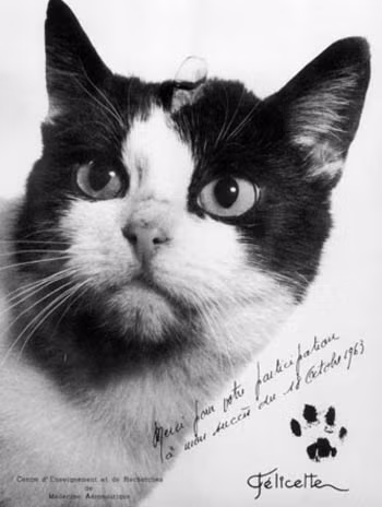 Sau chuyến đi kéo dài 15 phút trên vũ trụ, mèo Félicette trở về Trái đất an toàn sau hành trình hạ độ cao.