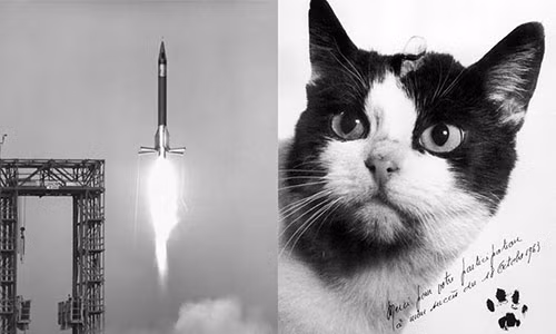 Vào ngày 18/10/1963, con mèo Pháp có tên Félicette trở thành con mèo đầu tiên bay vào vũ trụ trong một khoang đặc biệt.