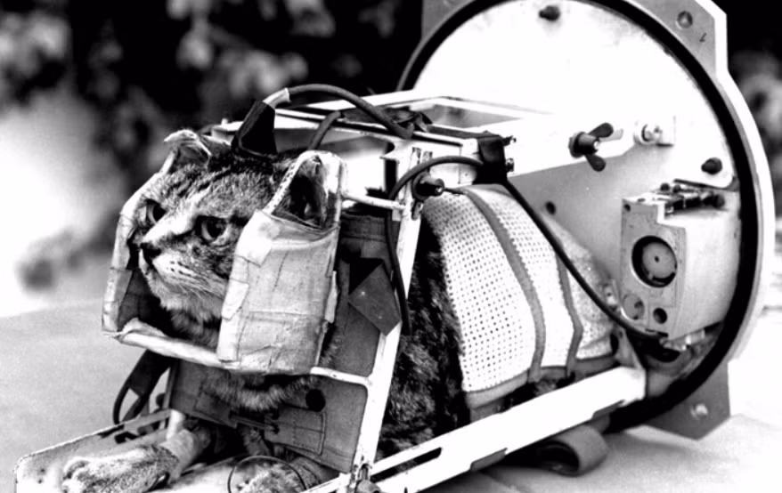 Sau khi đạt độ cao 160 km, khoang đặc biệt này tách khỏi tên lửa Veronique AG1 và được thả dù lao xuống Trái đất.