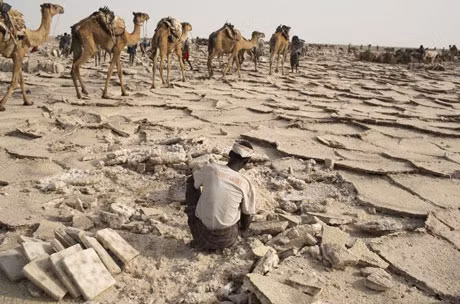 Người Afar chủ yếu kiếm sống từ hoạt động khai thác muối tại Vùng lõm Danakil. Công việc này khá nguy hiểm do thời tiết nắng nóng khắc nghiệt, có thể khiến những người thợ khai thác tử vong. Thậm chí, thỉnh thoảng một số trận động đất xảy ra gây lở đất và nuốt chửng cả những con lạc đà.