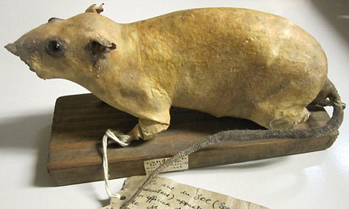 Các nhà khoa học Anh sáng chế ra "chuột bom" với mục đích là để phá hủy các nhà máy của phát xít Đức.