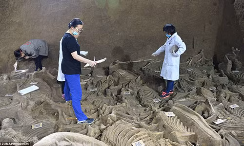 Mặc dù các chuyên gia chưa thể xác định khu mộ cổ xưa trên thuộc về ai nhưng họ tin rằng những cỗ xe ngựa được vợ chồng một lãnh chúa sử dụng hàng ngày.