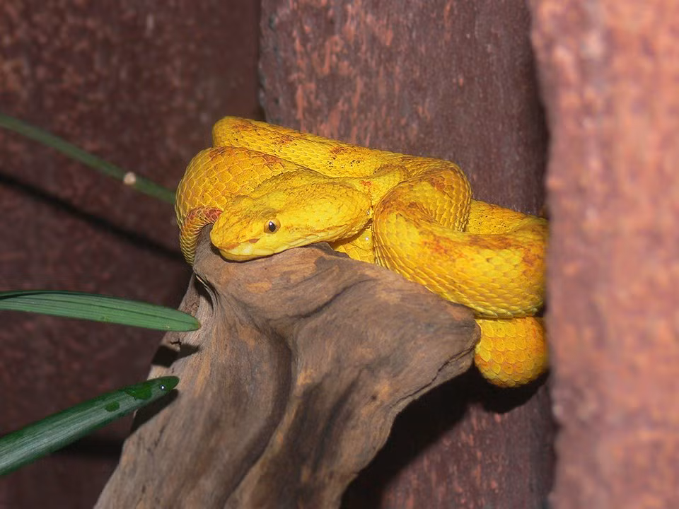 Sự thật khó tin về đảo Ilha de Queimada Grande hay còn gọi là Đảo Rắn nằm ở phía nam Đại Tây Dương và cách bờ biển bang Sao Paulo, Brazil khoảng 35 km khiến nhiều người rợn sống lưng. Nguyên do là vì hòn đảo này là nơi trú ngụ của hơn 400.000 rắn cực độc. Theo ước tính, có khoảng 1 - 5 con rắn trên mỗi m2. Chính vì vậy, hòn đảo này là một trong những đảo nguy hiểm nhất hành tinh.