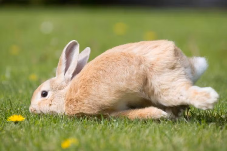 Tại nhiều nước châu Âu, chân sau của những con thỏ được coi là biểu tượng của sự may mắn. Từ xa xưa, người dân tin là có các linh hồn sống ở trong cơ thể của loài thỏ nên loài vật này được con người tôn sùng.