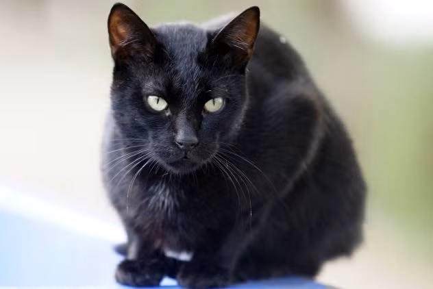 Khi ấy, người ta tin rằng, phù thủy gây ra những tội ác kinh hoàng, những cái chết bí ẩn, dịch bệnh nguy hiểm...