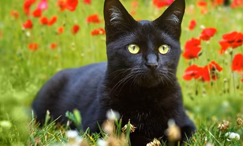 Vào thời Trung cổ, nhiều nước ở châu Âu trong đó có Anh thường diễn ra những cuộc săn lùng, xét xử và xử tử phù thủy.