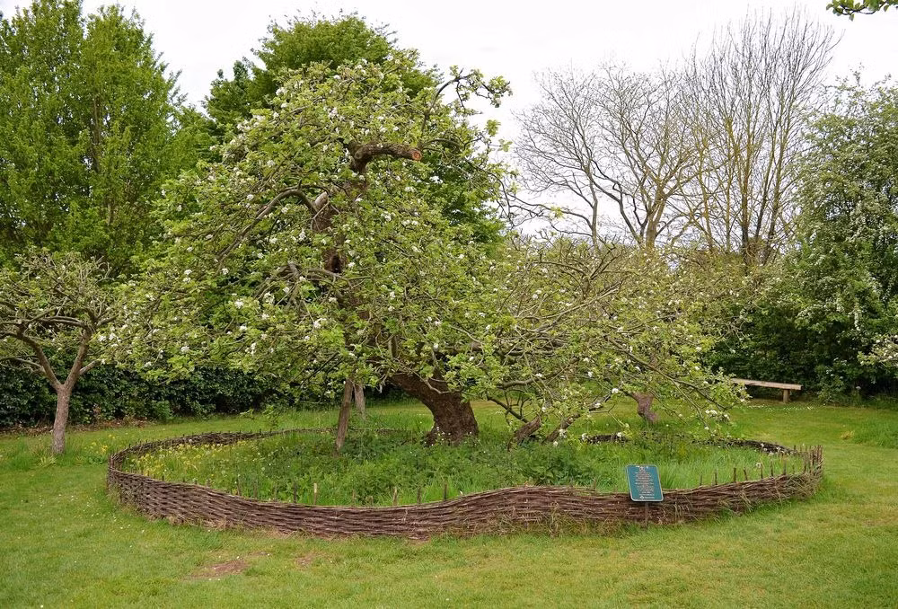 Trên thực tế, ngày nay, khi tới hạt Lincolnshire, Anh, nhiều du khách có thể ghé thăm trang viên Woolsthorpe của gia đình nhà khoa học Isaac Newton để tận mắt nhìn thấy cây táo nổi tiếng thế giới - gắn liền với câu chuyện thú vị về việc tìm ra định luật vạn vật hấp dẫn.